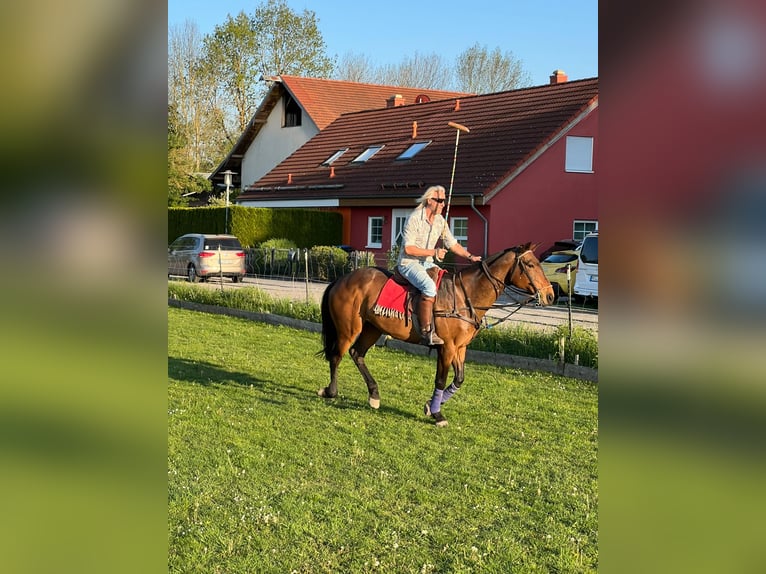 Poloponny Sto 20 år 159 cm Mörkbrun in OberdingOberding