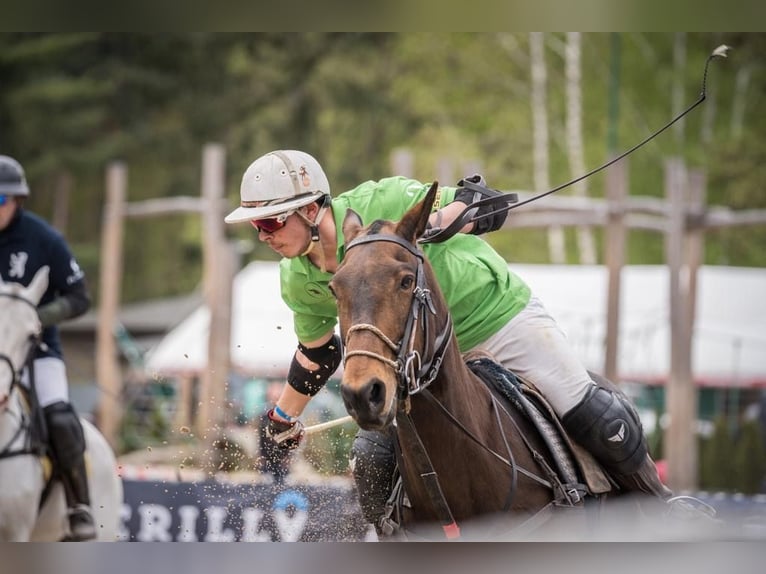 Poloponny Sto 20 år 159 cm Mörkbrun in OberdingOberding