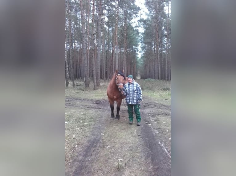 Polska kallt blod Sto 11 år 160 cm Brun in Muldestausee