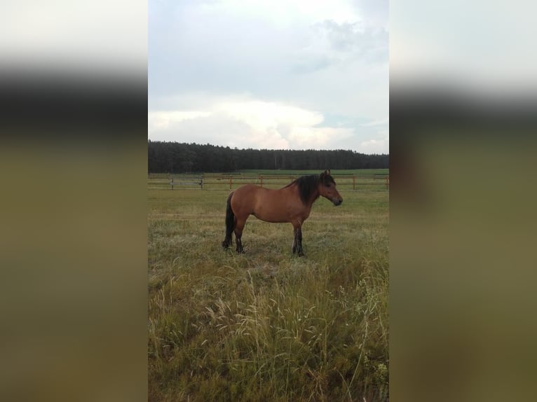 Polska kallt blod Sto 11 år 160 cm Brun in Muldestausee