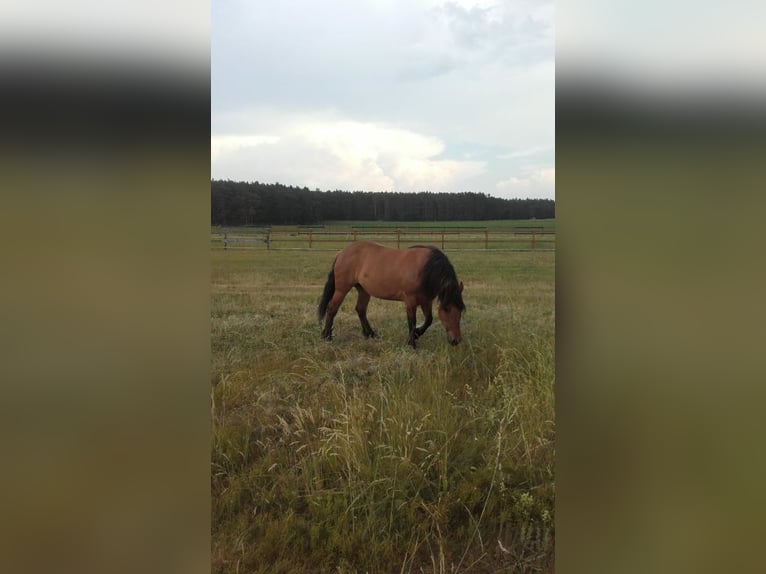 Polska kallt blod Sto 11 år 160 cm Brun in Muldestausee