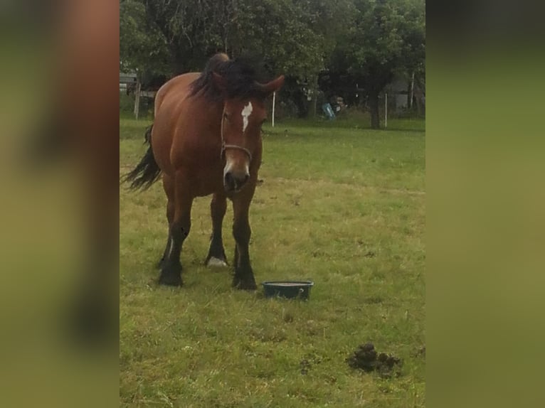 Polska kallt blod Sto 15 år 165 cm Brun in Muldestausee