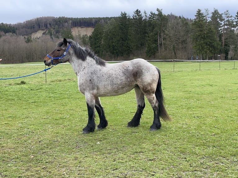 Polska kallt blod Sto 4 år 160 cm Grå-röd-brun in Fuchstal