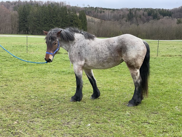 Polska kallt blod Sto 4 år 160 cm Grå-röd-brun in Fuchstal