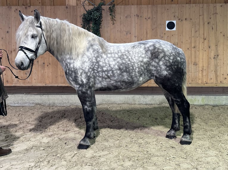 Polska kallt blod Blandning Sto 6 år 160 cm Gråskimmel in Riedlingen