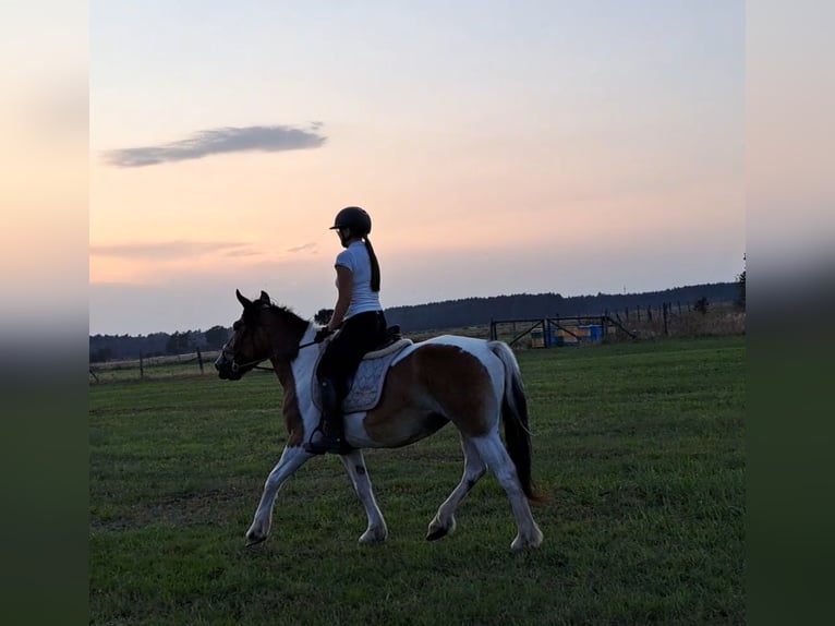 Polska kallt blod Sto 8 år 155 cm Pinto in Forst