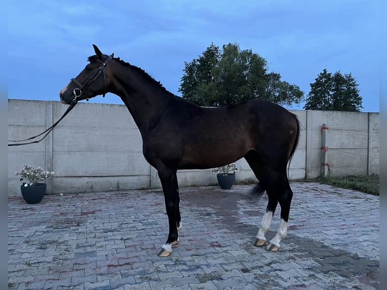 Polska kallt blod Blandning Valack 3 år 160 cm Mörkbrun in Bralin