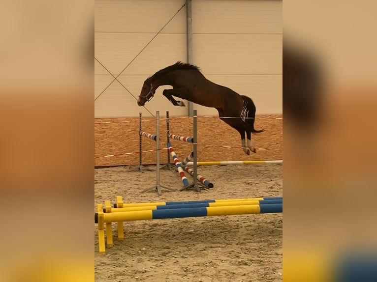 Polska kallt blod Blandning Valack 3 år 160 cm Mörkbrun in Bralin