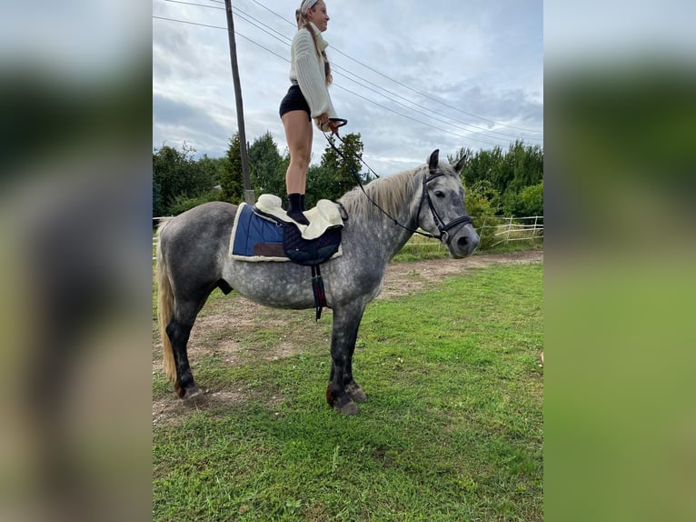 Polska kallt blod Blandning Valack 6 år 160 cm Gråskimmel in Groß Rosenburg