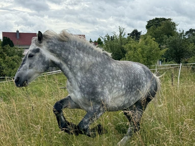 Polska kallt blod Blandning Valack 6 år 160 cm Gråskimmel in Groß Rosenburg