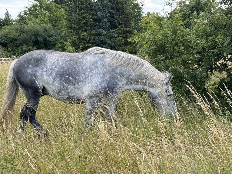 Polska kallt blod Blandning Valack 6 år 160 cm Gråskimmel in Groß Rosenburg