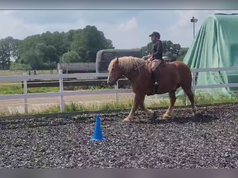 Polska kallt blod Valack 7 år 161 cm in Gramzow