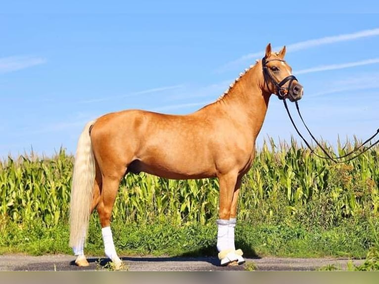 Polska ridning ponny Hingst 5 år 147 cm Palomino in Legnica