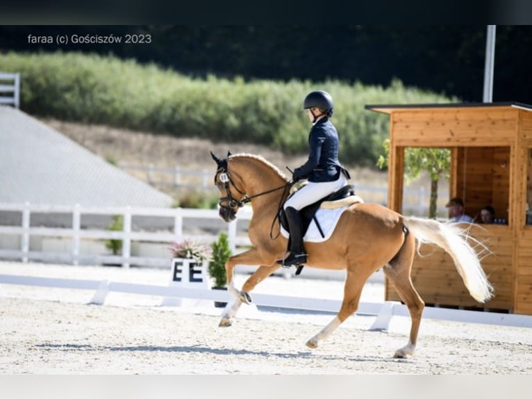 Polska ridning ponny Hingst 5 år 147 cm Palomino in Legnica