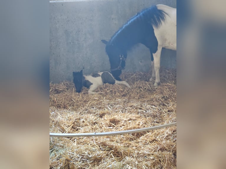 Polska ridning ponny Blandning Hingst Föl (08/2024) 112 cm Pinto in Bad Saulgau-Bondorf