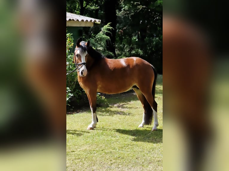 Polska ridning ponny Sto 10 år 133 cm Brun in Warendorf