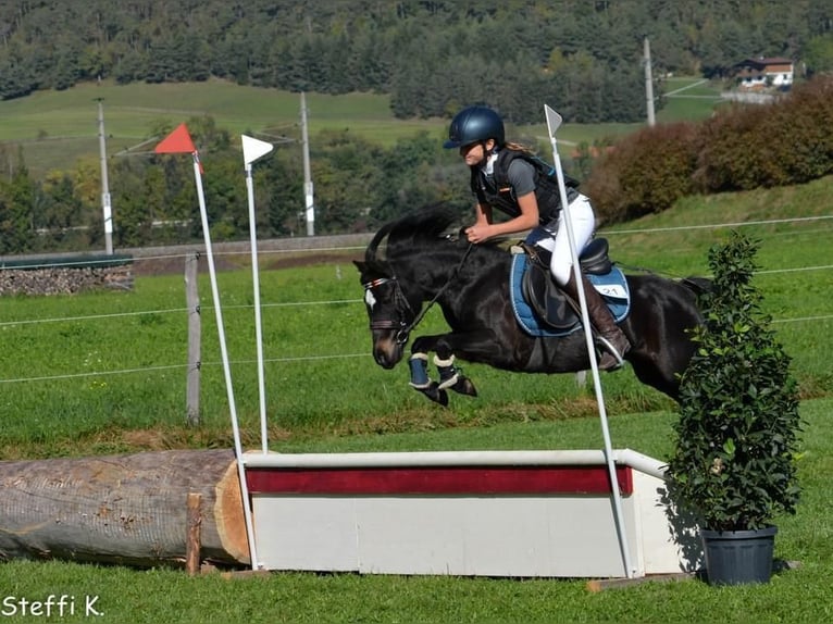 Polska ridning ponny Sto 11 år 110 cm Svart in Aldrans