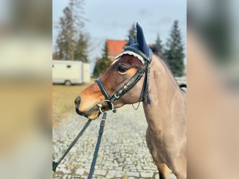 Polska ridning ponny Blandning Sto 8 år 125 cm Brun in Dębno