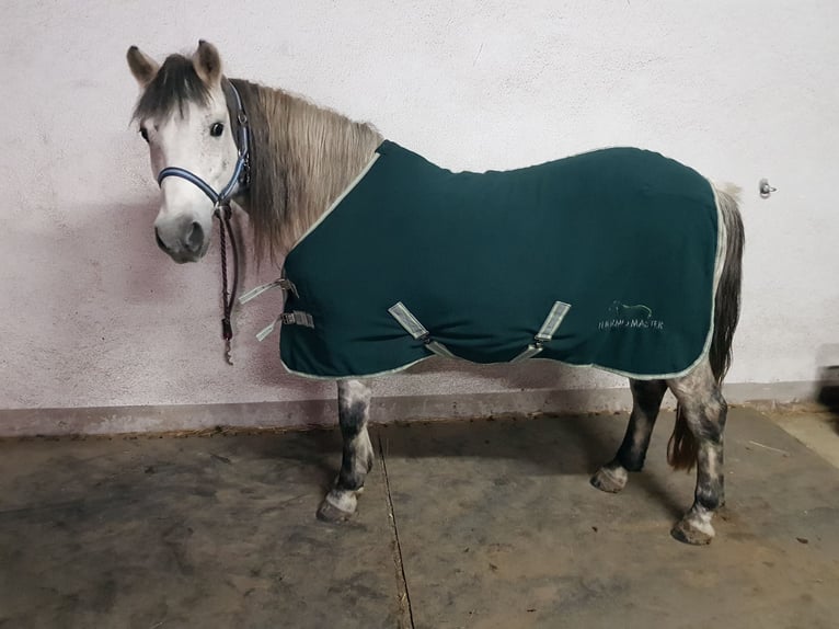 Polska ridning ponny Blandning Sto 9 år 130 cm Grå in Niederroßla