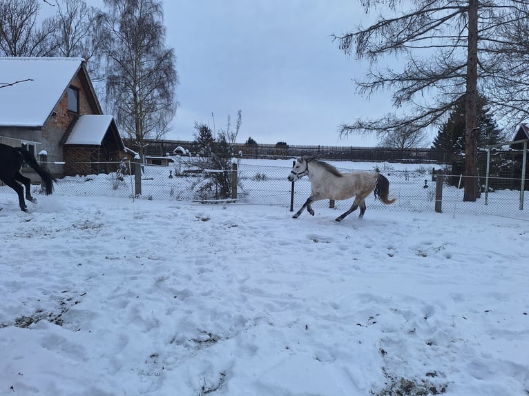 Polska ridning ponny Blandning Sto 9 år 130 cm Grå in Niederroßla