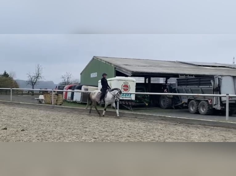 Polska ridning ponny Sto 9 år 148 cm Grå in Arnsberg