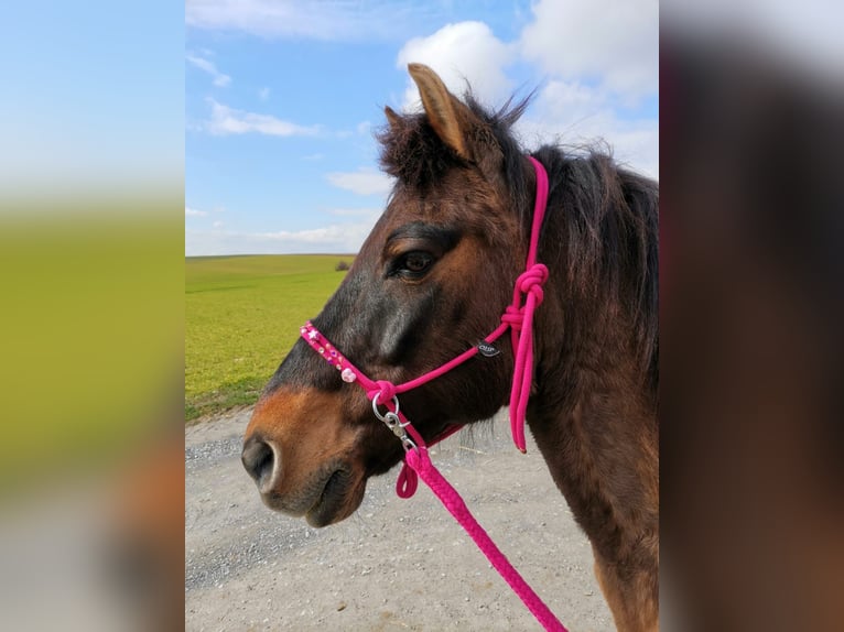 Polska ridning ponny Blandning Valack 19 år 142 cm Black in Dörzbach