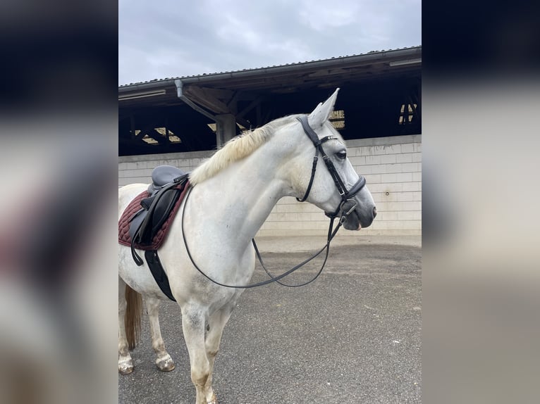 Polski koń sportowy Mix Klacz 10 lat 152 cm Siwa jabłkowita in Angelbachtal