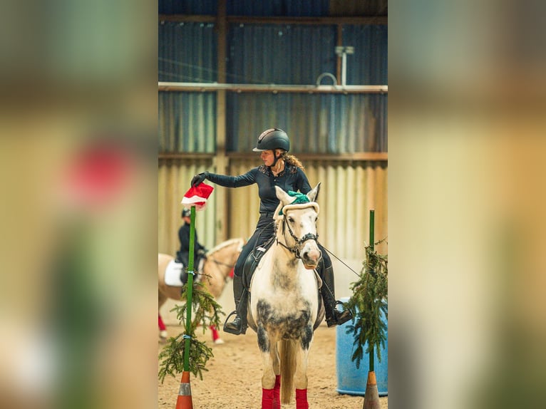 Polski koń sportowy Mix Klacz 10 lat 152 cm Siwa jabłkowita in Angelbachtal