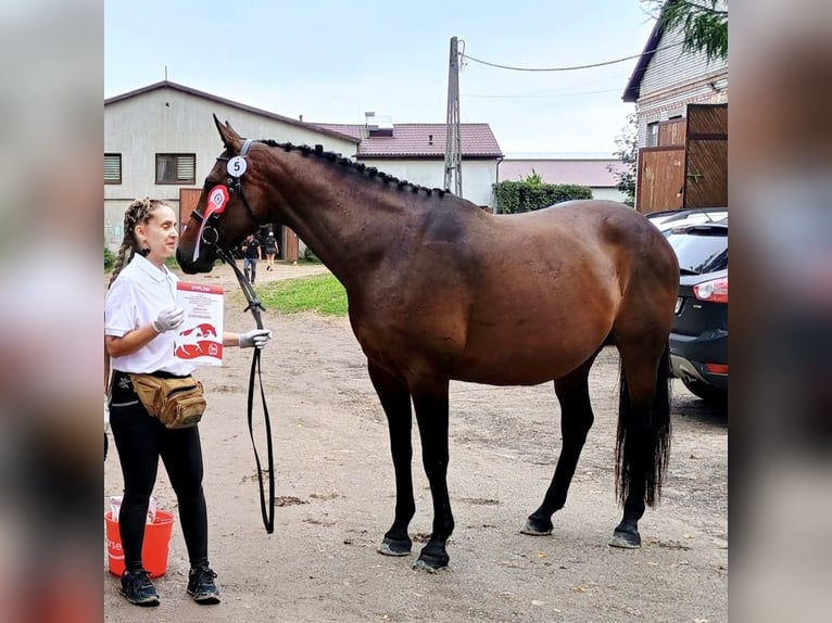 Polski koń sportowy Klacz 10 lat 163 cm Gniada in Jasienica Dolna