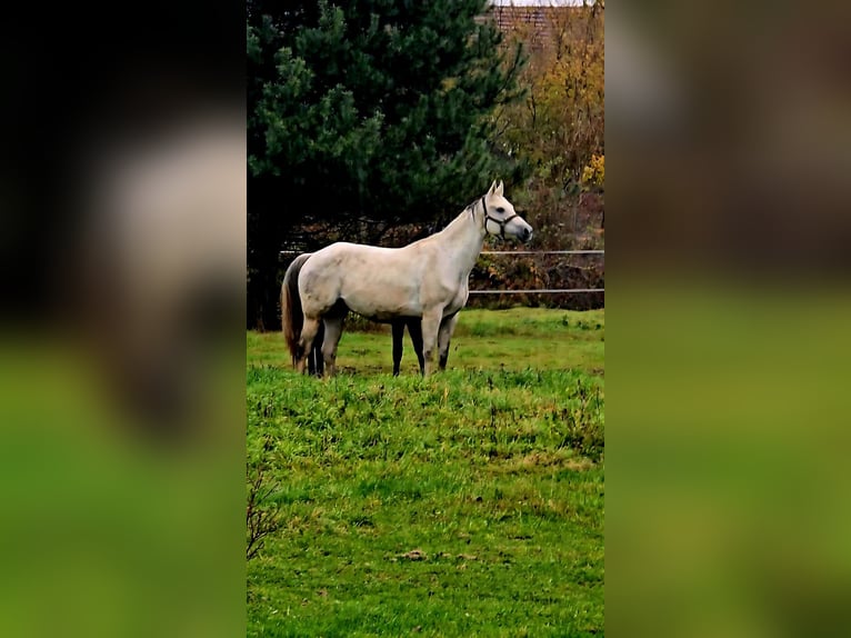 Polski koń sportowy Klacz 10 lat 163 cm Siwa in Forst