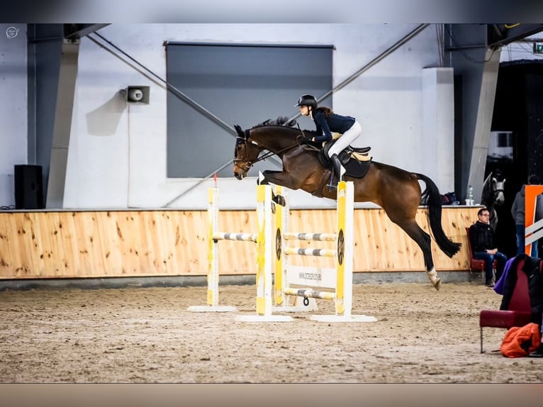 Polski koń sportowy Klacz 10 lat 167 cm Gniada in Iwno