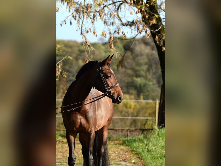Polski koń sportowy Klacz 10 lat 167 cm Gniada in Iwno Polski koń sportowy Klacz 10 lat 167 cm Gniada in Iwno