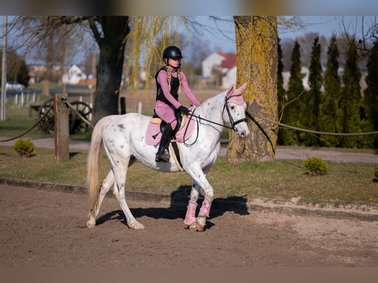 Polski koń sportowy Klacz 11 lat 156 cm Tarantowata in Żnin