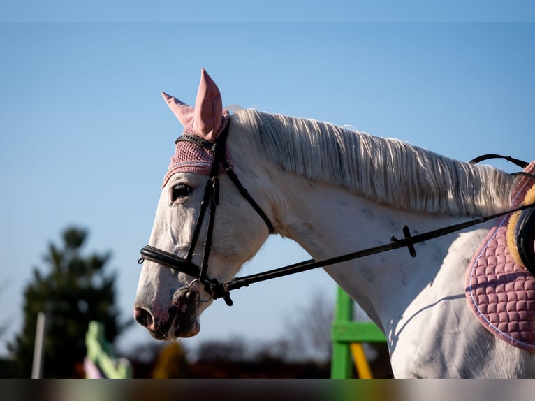 Polski koń sportowy Klacz 11 lat 156 cm Tarantowata in Żnin