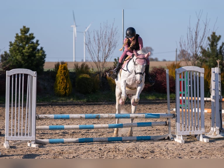Polski koń sportowy Klacz 11 lat 156 cm Tarantowata in Żnin