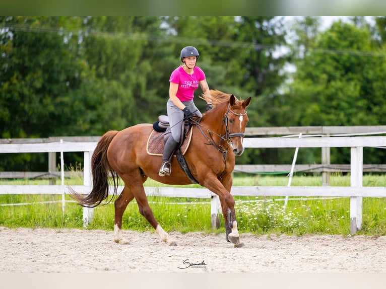 Polski koń sportowy Klacz 11 lat 165 cm Ciemnokasztanowata in Marysin