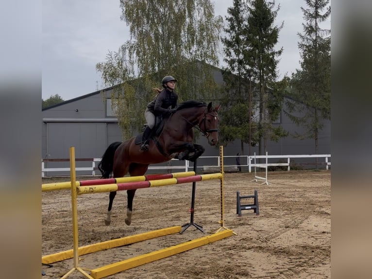 Polski koń sportowy Klacz 11 lat 167 cm Gniada in Grzmiąca