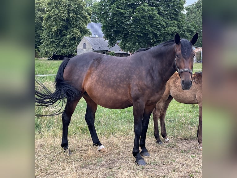 Polski koń sportowy Klacz 11 lat 168 cm Ciemnogniada in Steinhagen