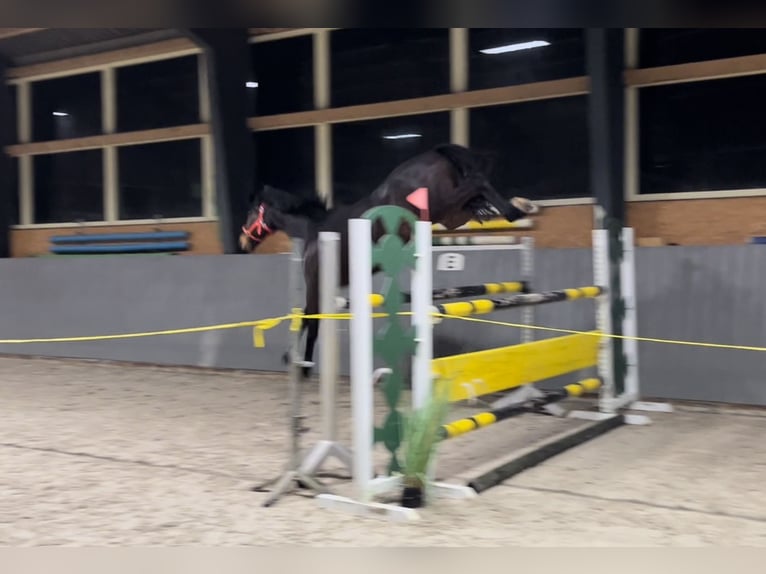 Polski koń sportowy Klacz 12 lat 168 cm Ciemnogniada in Papenhagen