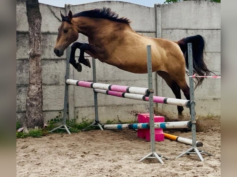 Polski koń sportowy Klacz 13 lat 167 cm Jelenia in Piecowice