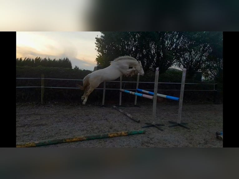 Polski koń sportowy Klacz 13 lat 167 cm Jelenia in Piecowice