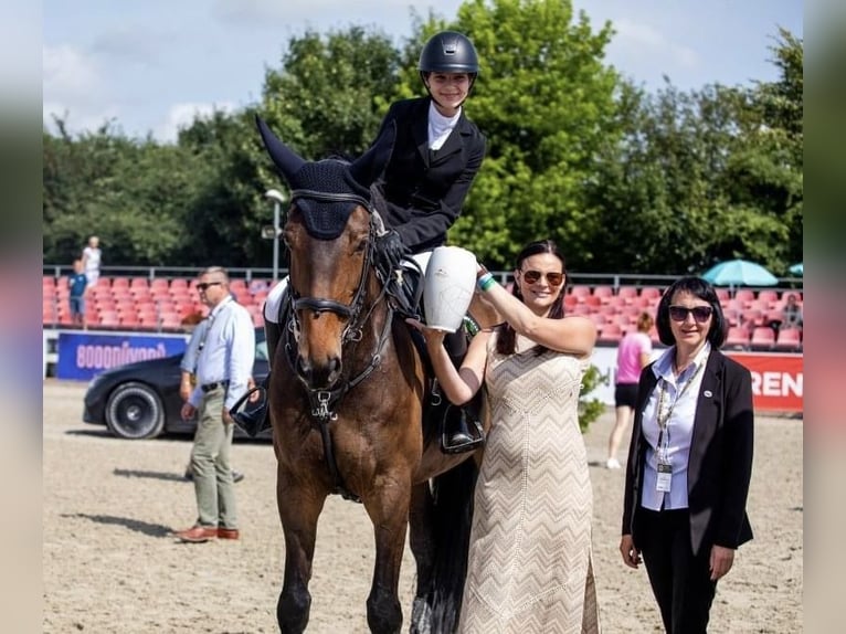 Polski koń sportowy Klacz 14 lat 172 cm Ciemnogniada in Kraków
