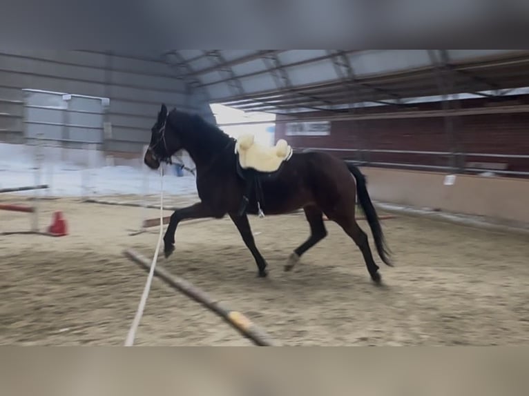 Polski koń sportowy Klacz 16 lat 170 cm Ciemnogniada in Gdańsk