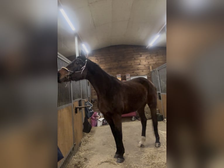 Polski koń sportowy Klacz 16 lat 170 cm Ciemnogniada in Gdańsk