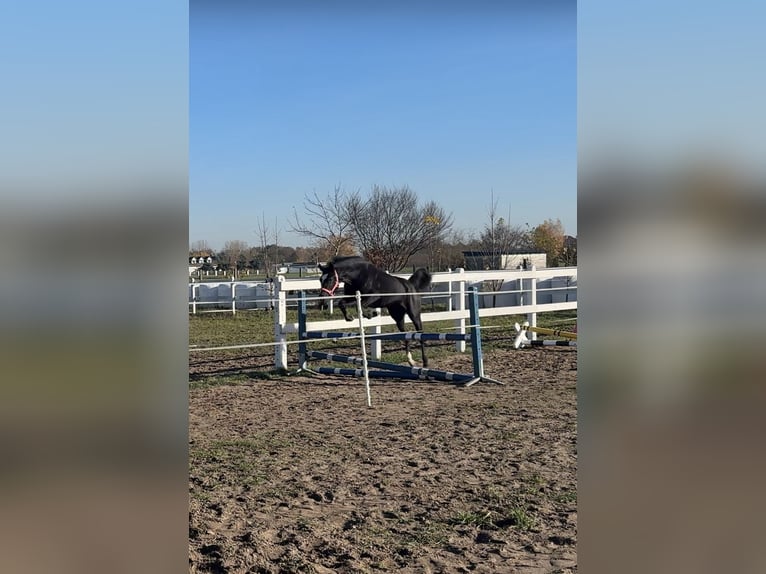 Polski koń sportowy Klacz 1 Rok 145 cm Kara in Kochowo