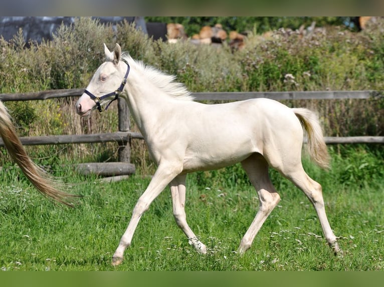 Polski koń sportowy Klacz 1 Rok 165 cm Cremello in Piecowice