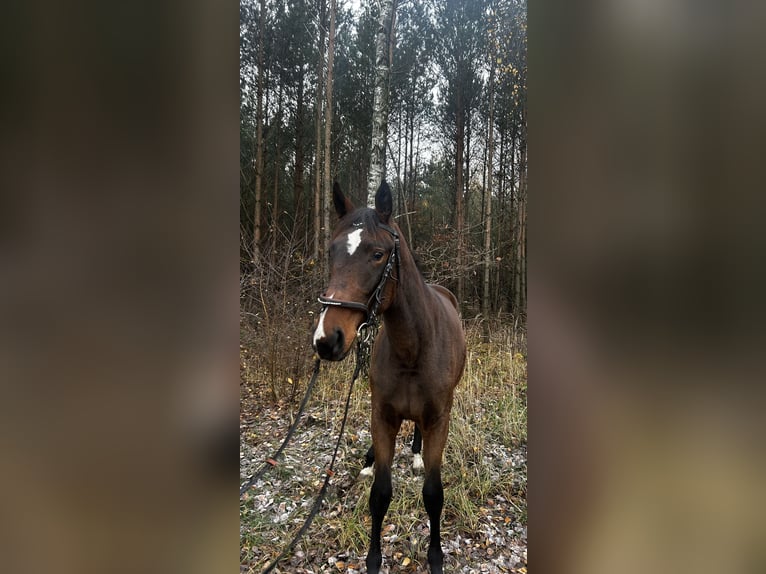 Polski koń sportowy Klacz 1 Rok 165 cm Gniada in Przygodzice