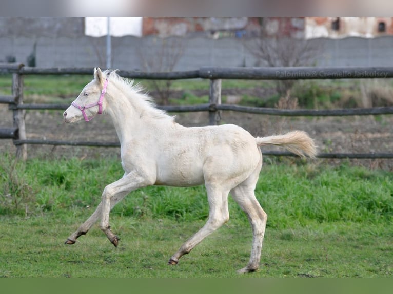 Polski koń sportowy Klacz 1 Rok 166 cm Cremello in Piecowice