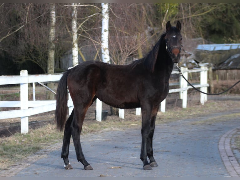 Polski koń sportowy Klacz 1 Rok 167 cm Ciemnogniada in Santok