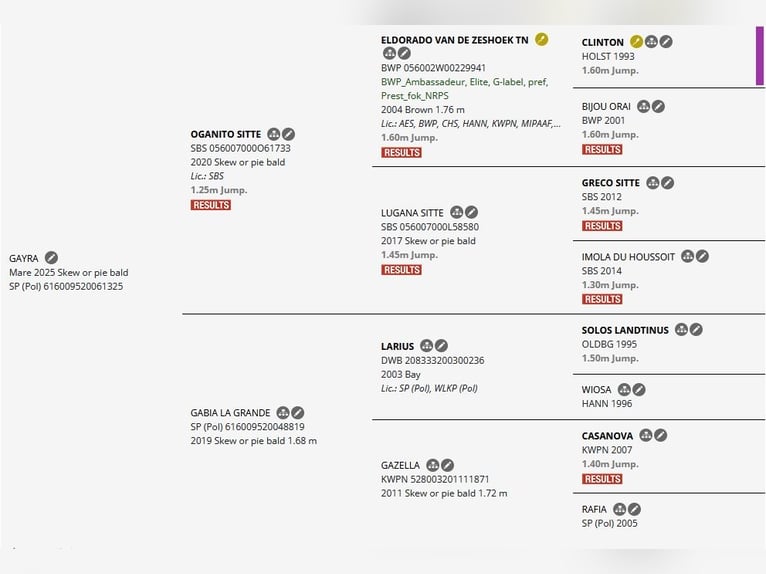 Polski koń sportowy Klacz 1 Rok 170 cm Srokata in Chełmno